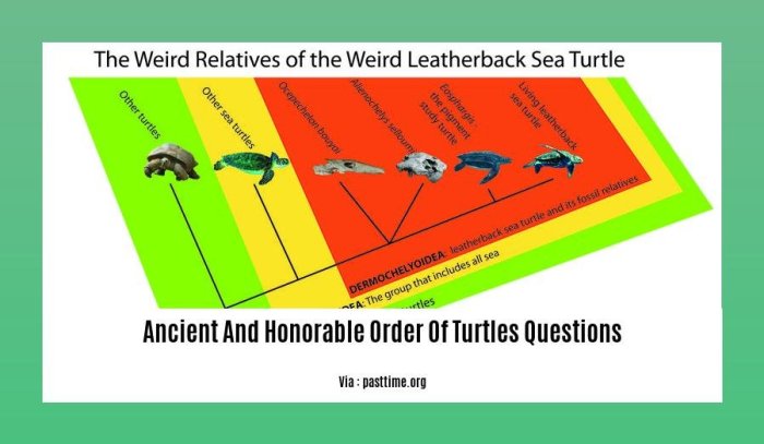 The ancient and honorable order of turtles