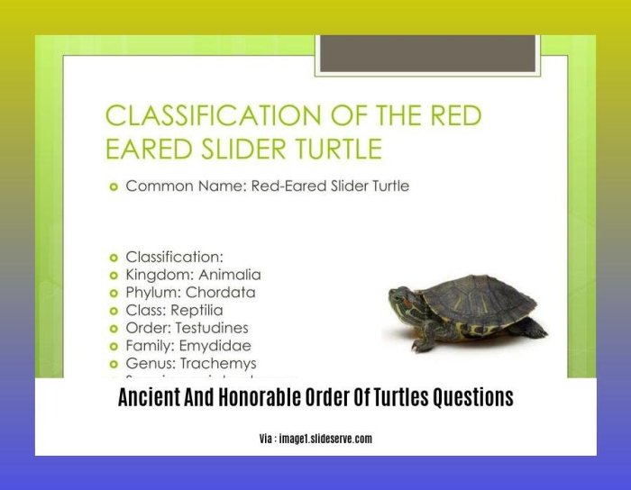 The ancient and honorable order of turtles