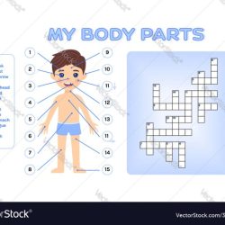 Sound in body crossword clue