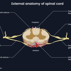 Posterior median sulcus of spinal cord