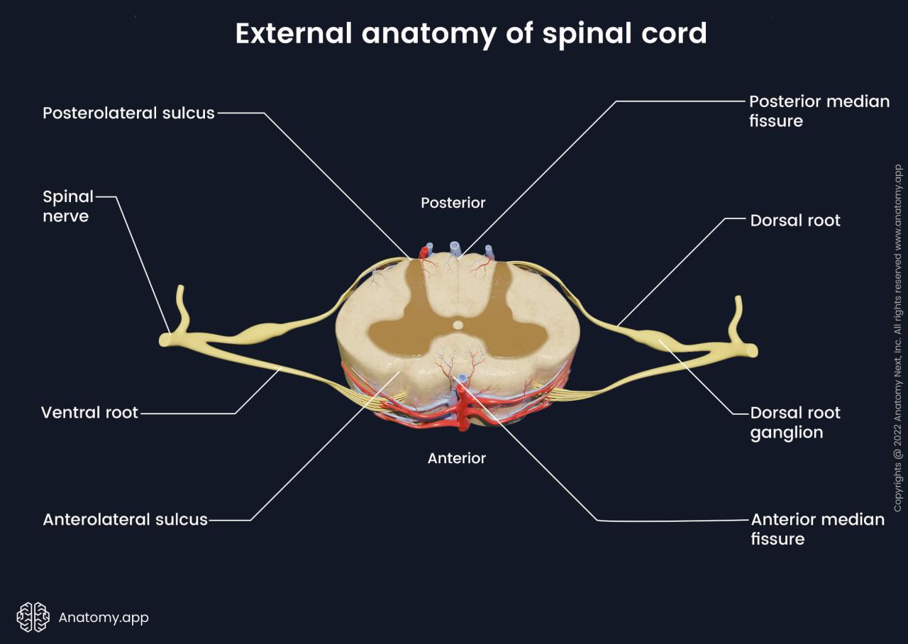 Posterior median sulcus of spinal cord