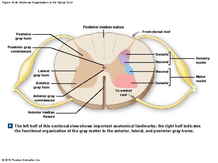 Posterior median sulcus of spinal cord