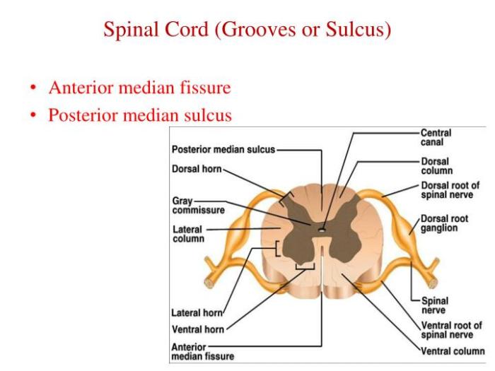 Development sulcus posterior nervous system cord spinal central median kenhub dorsal embryology